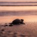 México logra año “más exitoso” en conservación de tortugas