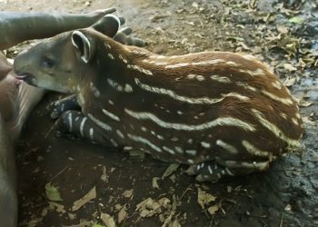 Nace en Nicaragua un tapir centroamericano