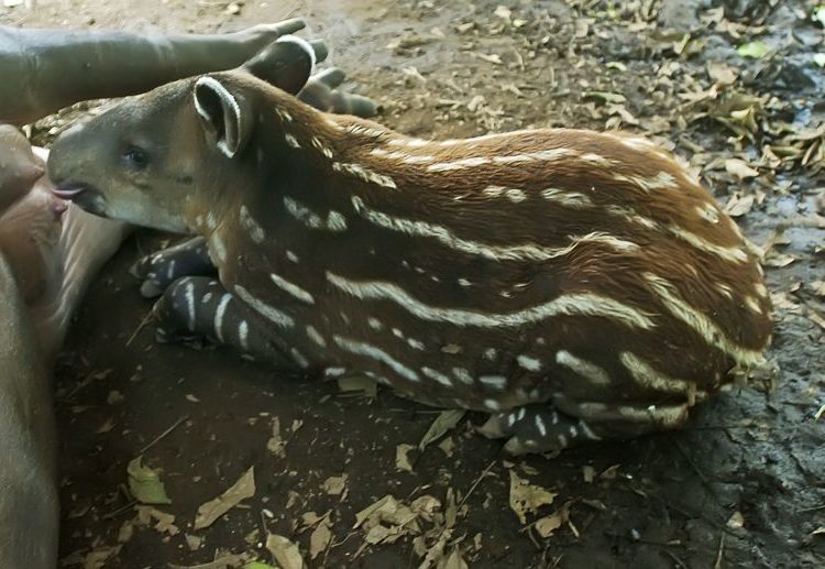 Nace en Nicaragua un tapir centroamericano