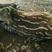Nace en Nicaragua un tapir centroamericano