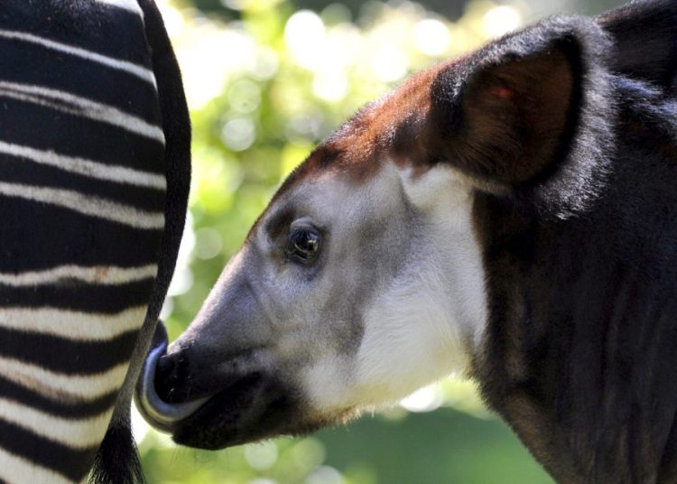 Reunión del CITES estudiará prohibir el comercio del okapi