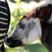 Reunión del CITES estudiará prohibir el comercio del okapi