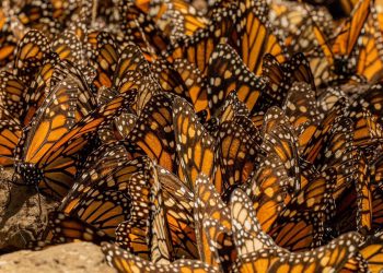 Millones de mariposas monarcas regresan a México