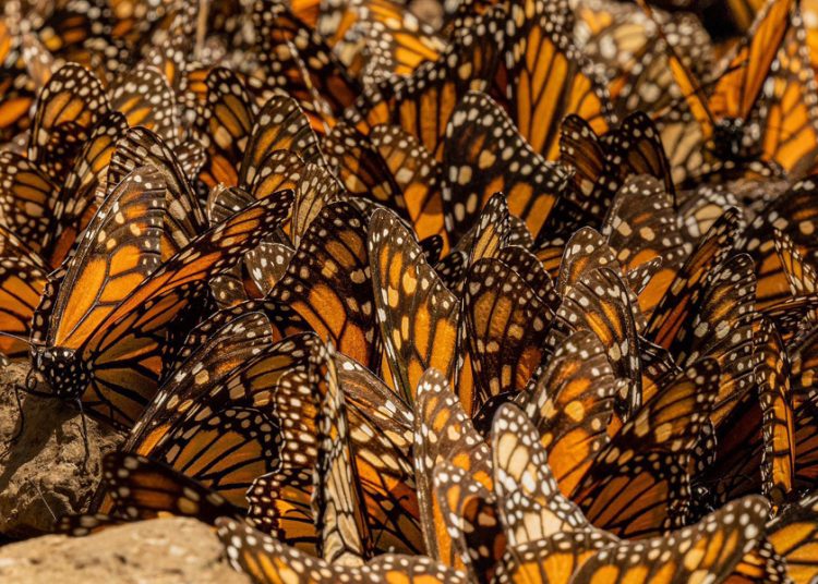Millones de mariposas monarcas regresan a México