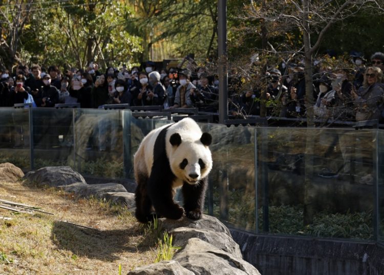 Tensiones con China peligran ‘diplomacia del panda’ para Japón