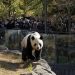 Tensiones con China peligran ‘diplomacia del panda’ para Japón