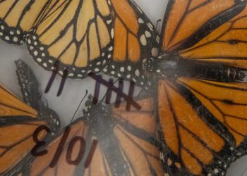 Migración de la mariposa Monarca