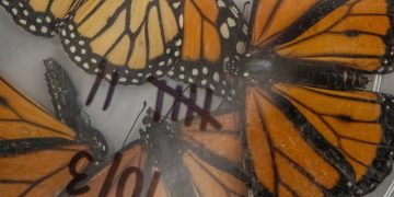 Migración de la mariposa Monarca