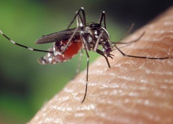 Una medicina, veneno para mosquitos
