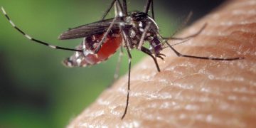 Una medicina, veneno para mosquitos