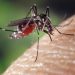 Una medicina, veneno para mosquitos