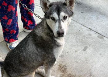Ayuntamiento de Puebla fortalece acciones de cuidado animal