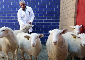 Con su primer borrego clonado, México inicia una nueva era de biotecnología animal