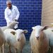 Con su primer borrego clonado, México inicia una nueva era de biotecnología animal