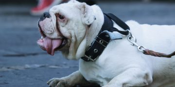 Realizan peleas de perros en zonas de alta gama