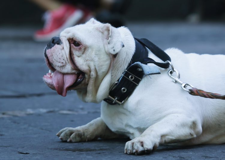 Realizan peleas de perros en zonas de alta gama