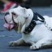 Realizan peleas de perros en zonas de alta gama
