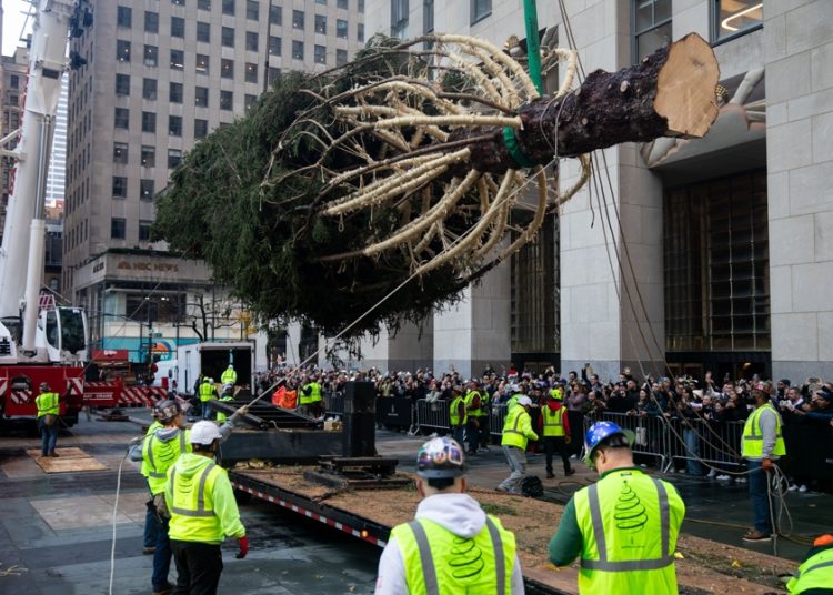 Llega al Rockefeller Center su famoso árbol de Navidad