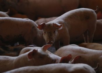 México suspende las importaciones de carne de cerdo de España