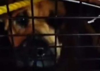 Piden explicación al Ayuntamiento de Chignahuapan sobre el paradero de perros callejeros levantados