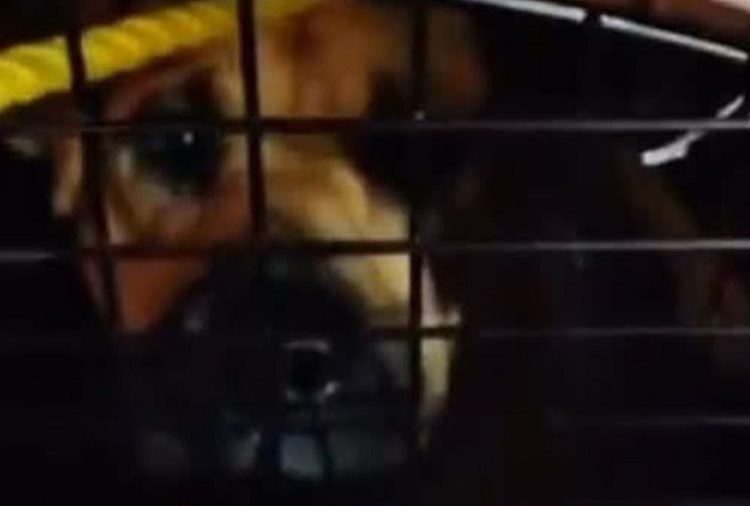 Piden explicación al Ayuntamiento de Chignahuapan sobre el paradero de perros callejeros levantados