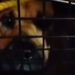 Piden explicación al Ayuntamiento de Chignahuapan sobre el paradero de perros callejeros levantados