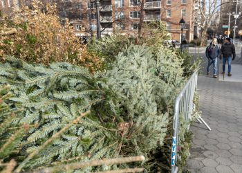 Nueva York recicla árboles de Navidad