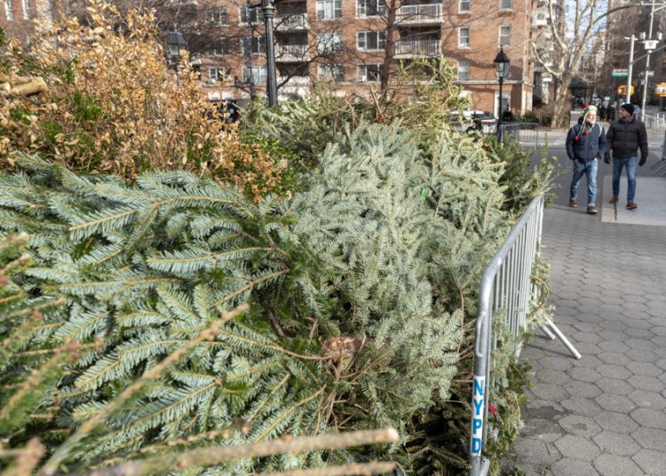 Nueva York recicla árboles de Navidad