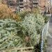 Nueva York recicla árboles de Navidad