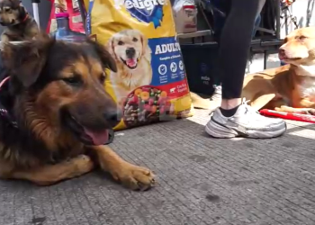 ONG salva y ofrece a ‘perros peregrinos’ nueva vida