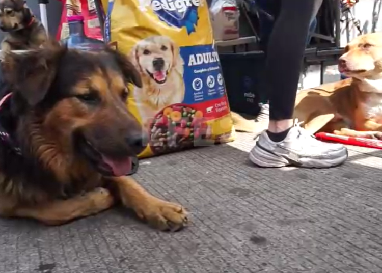 ONG salva y ofrece a ‘perros peregrinos’ nueva vida