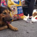ONG salva y ofrece a ‘perros peregrinos’ nueva vida