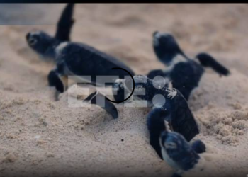 Millones de tortugas nacen con programa en el Caribe mexicano
