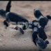 Millones de tortugas nacen con programa en el Caribe mexicano