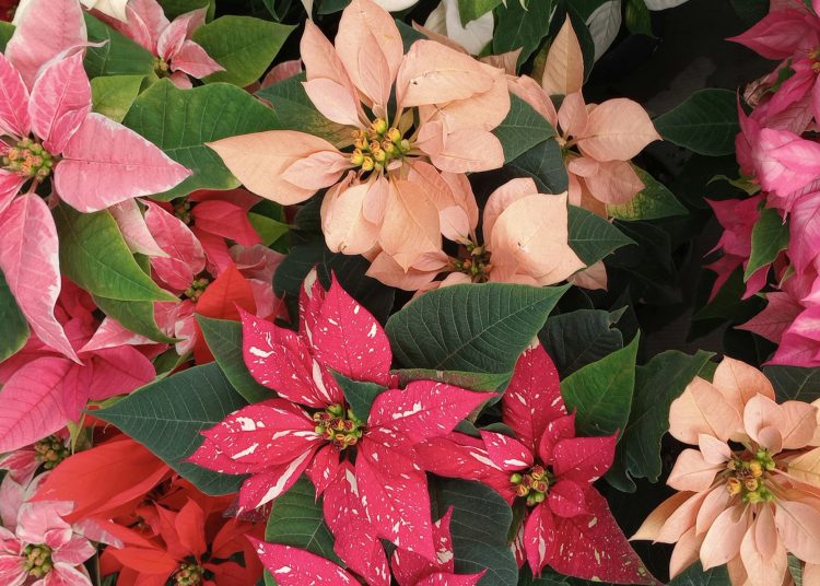 La flor de Nochebuena: orgullo de la biodiversidad mexicana