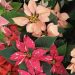 La flor de Nochebuena: orgullo de la biodiversidad mexicana