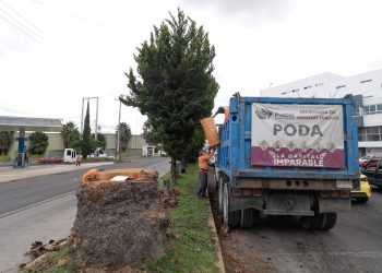 Realizan más de 12 mil podas de árboles y palmeras