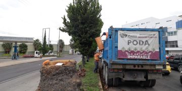 Realizan más de 12 mil podas de árboles y palmeras