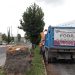 Realizan más de 12 mil podas de árboles y palmeras