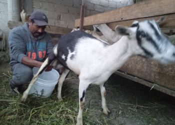 Altosano Granjas Carroll impulsa rotación de cultivos y producción forrajera