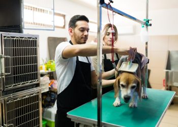 La economía de las mascotas: oportunidades para emprender