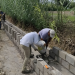 Obra Comunitaria contribuye a mejorar cultivos en Altepexi