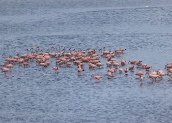 Flamencos rosados vuelven a ciénaga en Cartagena