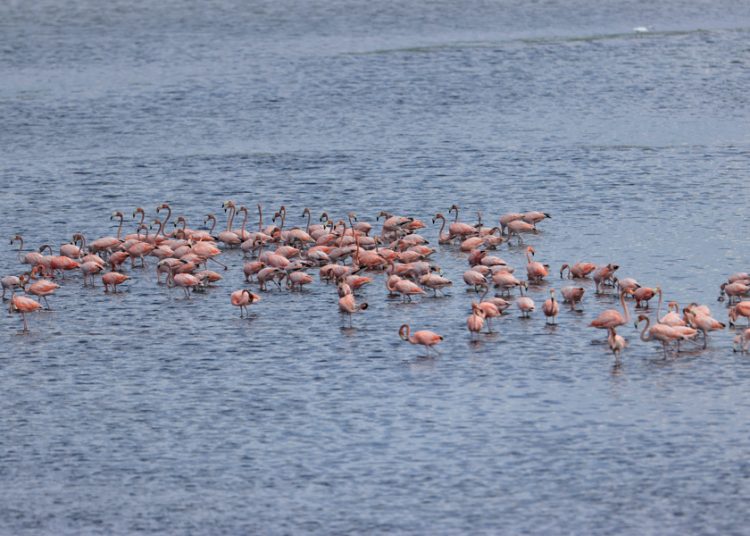 Flamencos rosados vuelven a ciénaga en Cartagena