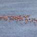 Flamencos rosados vuelven a ciénaga en Cartagena