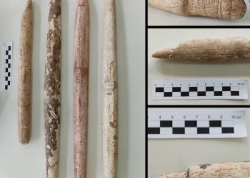 Caza de ballenas empezó en Sudamérica hace 5.000 años