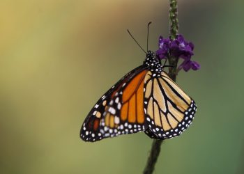 Mariposa monarca sigue en mínimos históricos en EE.UU.