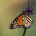 Mariposa monarca sigue en mínimos históricos en EE.UU.