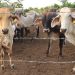 Agricultores ven avances contra el gusano barrenador