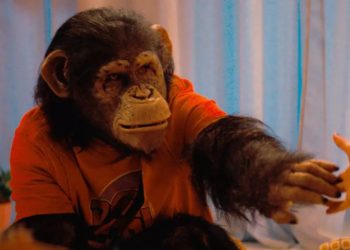 Primate